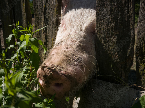 The domestic pig pushes its muddy snout through the wooden fence of pig pen in rural area