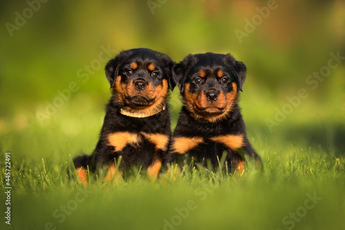 two adorable rottweiler puppies sitting together outdoors in summer