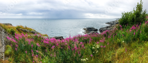 A wide panorama of the grassy flowering seashore in the North of Norway. Blue ocean under cloudy sky. Beautiful spring scenery. Colorful morning landscape.