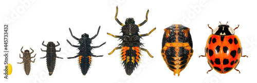 Ladybug (ladybird), Harmonia axyridis (Coleoptera: Coccinellidae). Development stages - egg, larva, pupa, adult. Isolated on a white background 