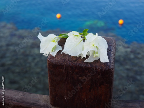 roślina bugenwilla kwiat piękno przyroda botanika kwitnienie woda morze