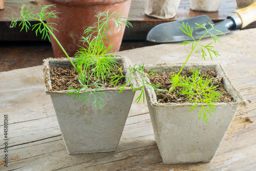 Dill (Anethum graveolens) seedling growing in pots over a garden table