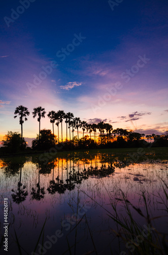 The silhouette of the toddy palms or sugar palm in the field with the colorful sky.