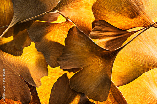 the background from fresh golden Ginkgo biloba leaves