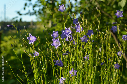 Pale violet flowers of Campanula rotundifolia. Beautiful harebells in sunny day.