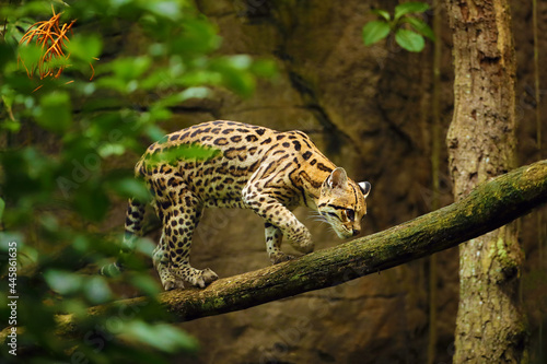 The ocelot (Leopardus pardalis) walks along a horizontal branch in a dark forest. Ocelot in natural habitat, bred in captivity.