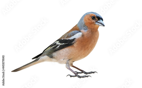 Chaffinch (Fringilla coelebs) male on springtime, isolated on White background