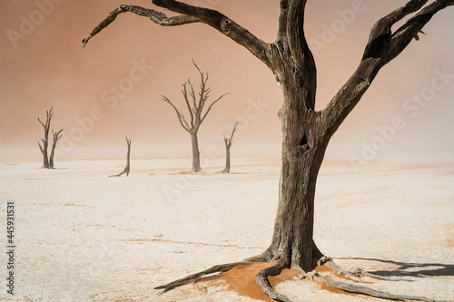 Dead camelthorn trees at Deadvlei in the Namib-Naukluft National Park, Namibia, Africa.