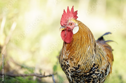 Close-up portrait of a golden rooster on a sunny summer day
