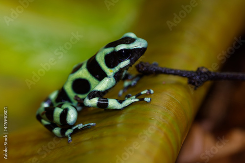 Dendrobates auratus - Green and black poison dart frog also green-and-black poison arrow frog and green poison frog, bright mint-green coloration, highly toxic animal