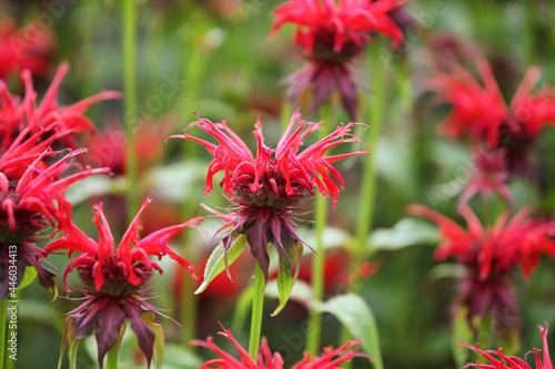 Scarlet beebalm, commonly known as bergamot or squaw, in flower