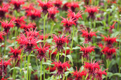 Scarlet beebalm, commonly known as bergamot or squaw, in flower