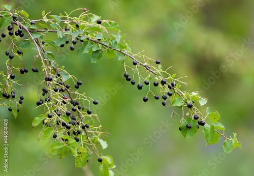 Branch of St Lucie cherry (Prunus mahaleb) with fruits, shot in close-up on a blurred background