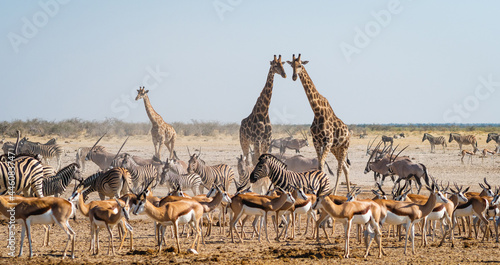 Wild animals congregate around a waterhole in Etosha National Park, northern Namibia, Africa. 