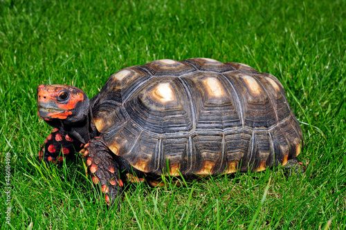 Köhlerschildkröte // Red-footed tortoise (Chelonoidis carbonarius)
