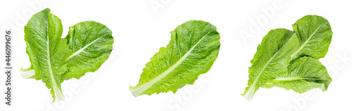 Top view of fresh raw green romaine lettuce leaves for salad set isolated on white background.