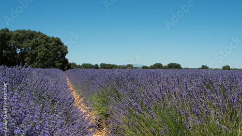 Beautiful lavender fields during blooming at Brihuega. Guadalajara, Spain. No people, sunny day. Europe