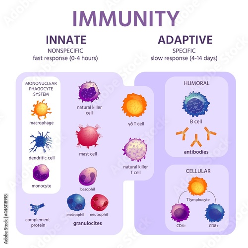 Innate and adaptive immune system. Immunology infographic with cell types. Immunity response, antibody activation, lymphocytes vector scheme