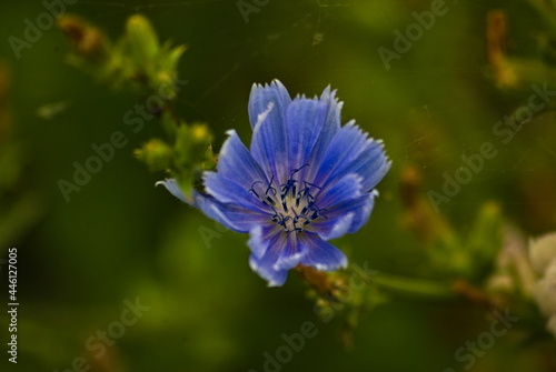 Kwiat cykoria podróżnik (Cichorium intybus L.) .Chicory 