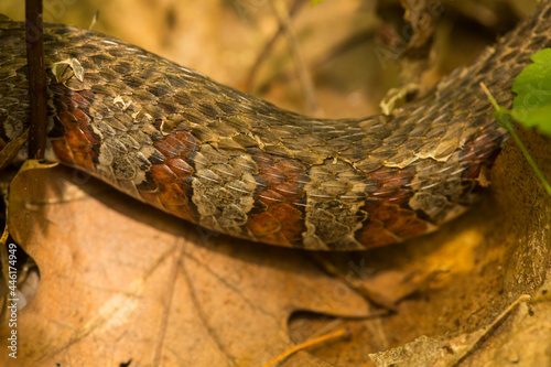 Closeup of patterns on a northern water snake in Connecticut.