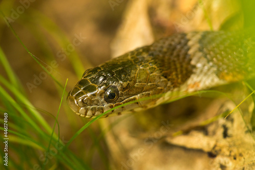Head of a northern water snake in Somers, Connecticut.