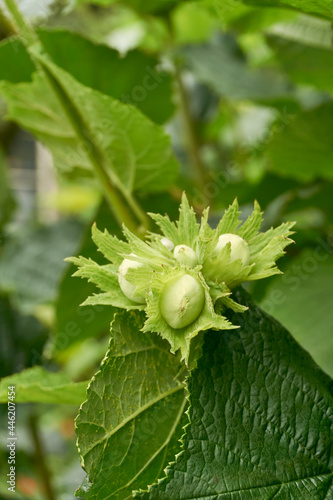Green unripe hazelnuts or corylus avellana and tree leafs in an early summer garden.