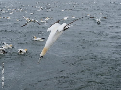 Gannet, Morus bassanus