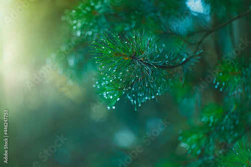 Green coniferous twigs and raindrops. A pine twig is placed at the top of a blurred horizontal background illuminated by sunlight