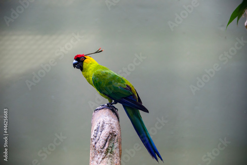 The horned parakeet (Eunymphicus cornutus) is a medium-sized parrot endemic to New Caledonia. It is called "horned" because it has two black feathers that protrude from the head and have red tips.
