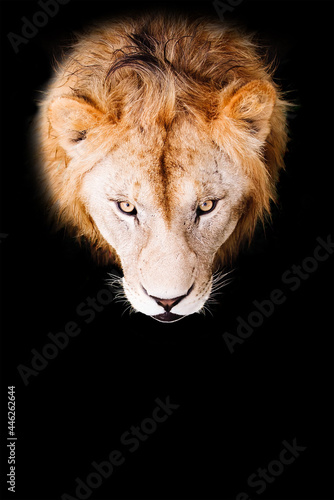 Lion portrait on a black background. African male lion looking at camera.