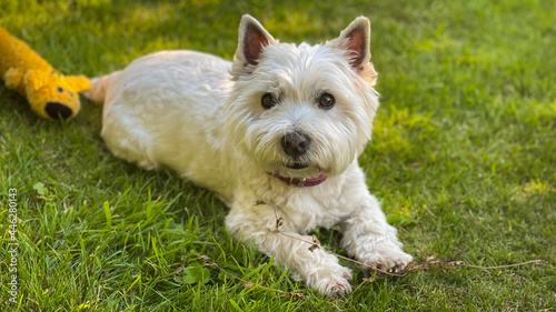 A cute white west highland terrier dog lying on grass in the evening sun