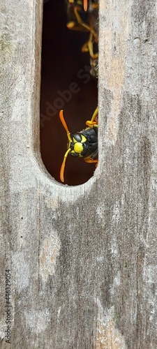 guêpe sortant d'un nid logé dans un hôtel à insecte