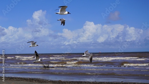 This is a picture of seagulls, flying around the beach, during a summer sunset