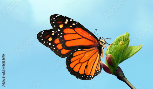 colorful monarch butterfly on young green leaves on a blue sky background