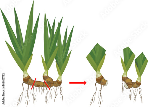 Iris plant rhizome division scheme isolated on white background. Vegetative propagation of bearded iris