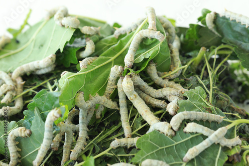 Silkworm is feeding with mulberry leaves. Silk worm close-up.