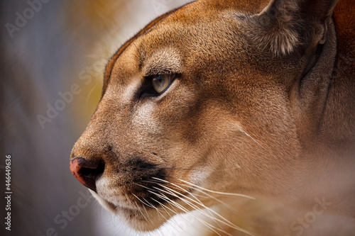 portrait of a puma or mountain lion 