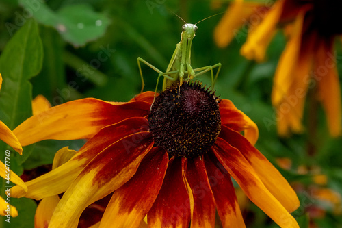 the mantis and the flower