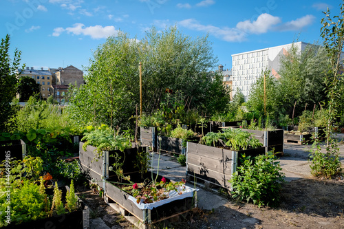 Urban gardening - community garden in center of the city with raised beds. Urban Horticulture. Selective focus