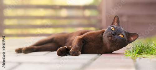 Burmese cat lying outdoor and looking with big orange eyes.