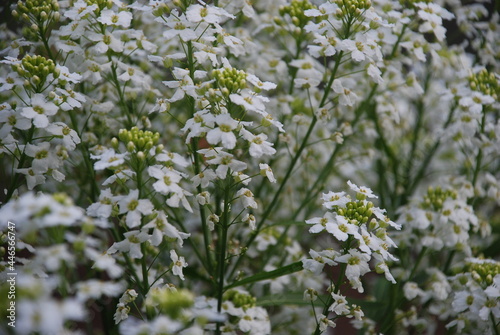 Small white horseradish flowers. On thin green stems, many white-yellow open flowers of Horseradish, lat. Armoracia rusticana. Flowers and leaves in the rays of the summer sun.