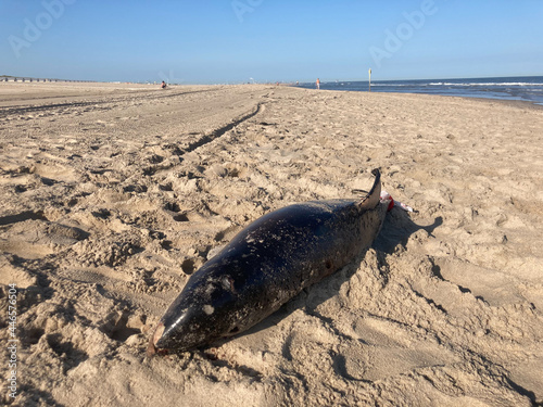 Tragic scene of a harbour porpoise washed ashore on a beach