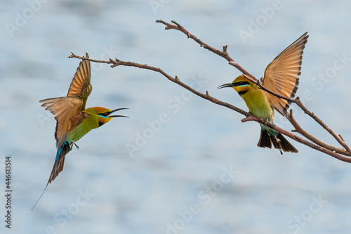 Rainbow Bee-eater. Brightly colored bee-eater with yellow face with black mask, green and blue underparts, black tail streamers.