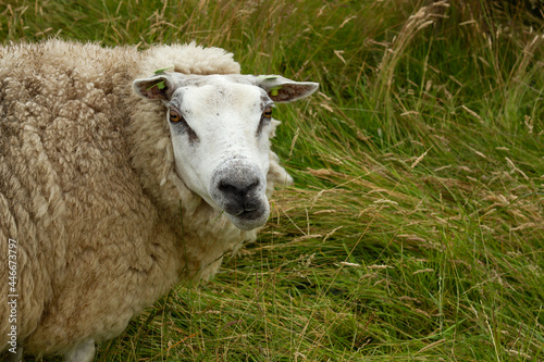Texel sheep grazing