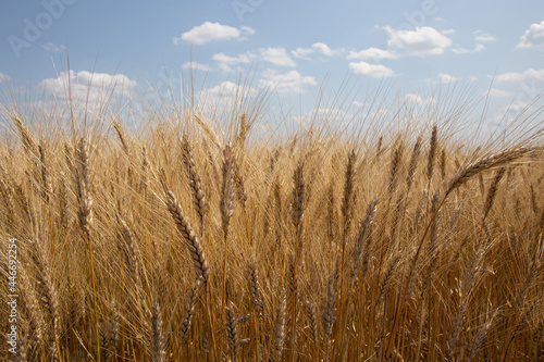 Hartweizen / Triticum durum / durum wheat / pasta wheat / blé dur