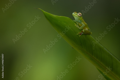 Laubfrosch der Kanalzone (canal zone tree frog | Hypsiboas rufitelus) Costa Rica