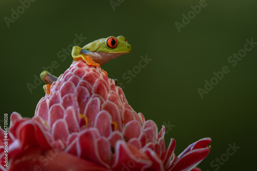 Rotaugenlaubfrosch (Red-eyed tree frog | Agalychnis callidryas) Costa Rica