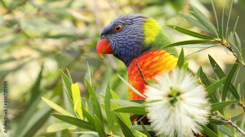 close up of the brightly colored Australian native parrot the Rainbow Lorikeet set among leaves. This beautiful bird is eating or drinking nectar from the callistemon or bottle brush tree flower