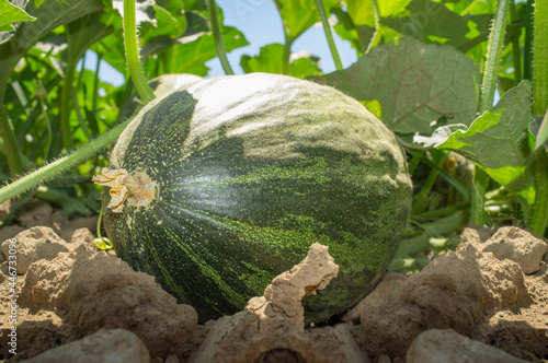 Santa Claus melon or Piel de Sapo melon cultivation