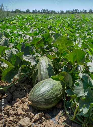 Santa Claus melon or Piel de Sapo melon cultivation